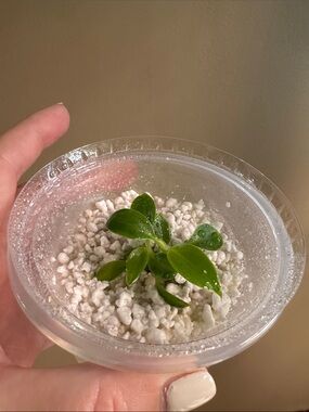 Philodendron Birkin-Rooted Starter